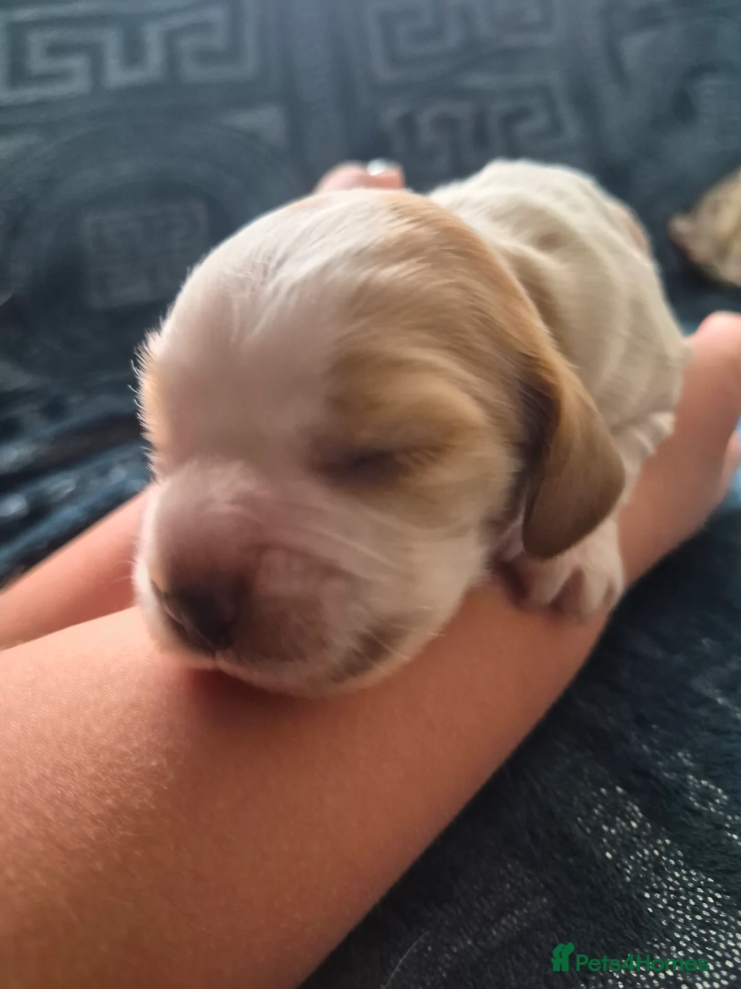 Cocker Spaniel dogs for sale: Show Cocker Spaniel - Advert 2