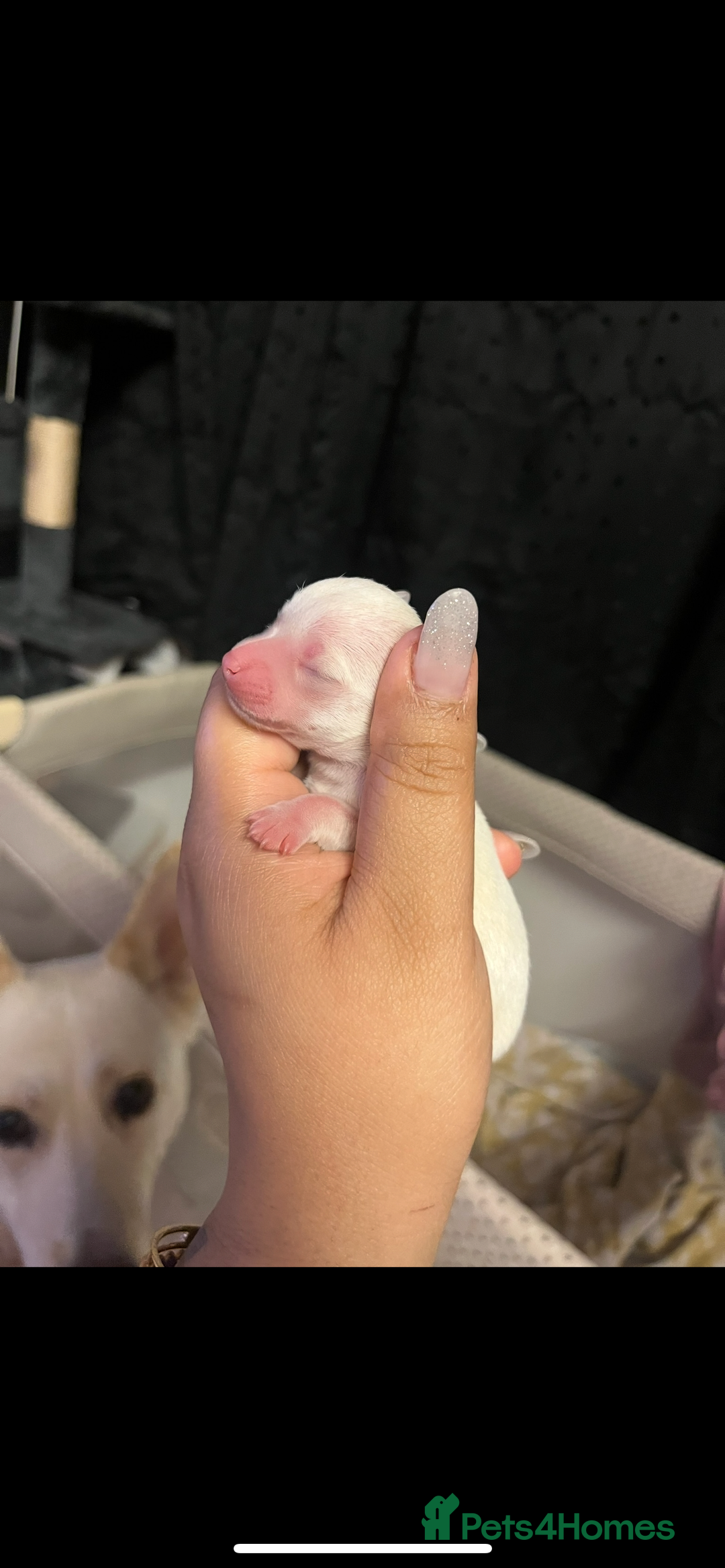 Chihuahua dogs for sale: 3 small chihuahua puppies  - Image 24