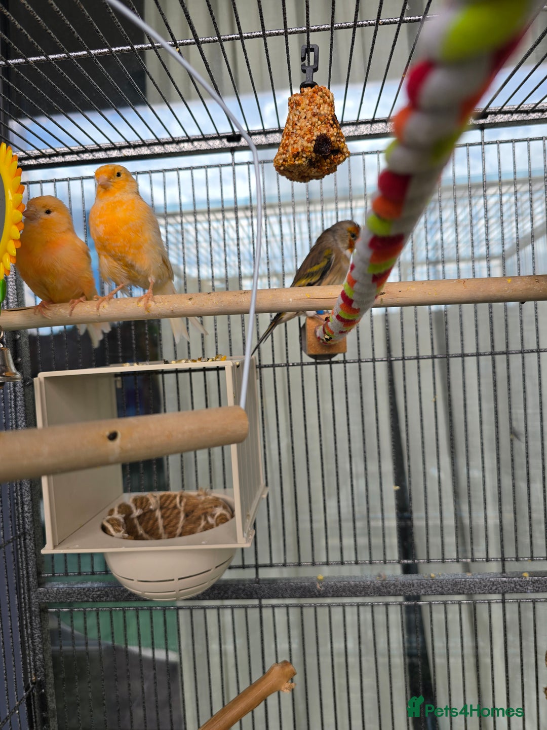 Canaries birds for sale: Canaries for sale - Image 2