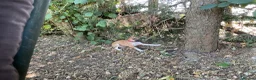 Italian Greyhound dogs for sale: Gorgeous Kc reg Italian greyhound  - Advert 18