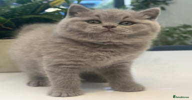 British Shorthair cats - Advert 9