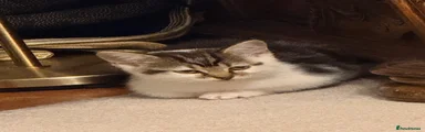 MiniMuff (MALE)