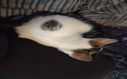 Mixed Breed cats for sale: Kitten for sale  - Image 3