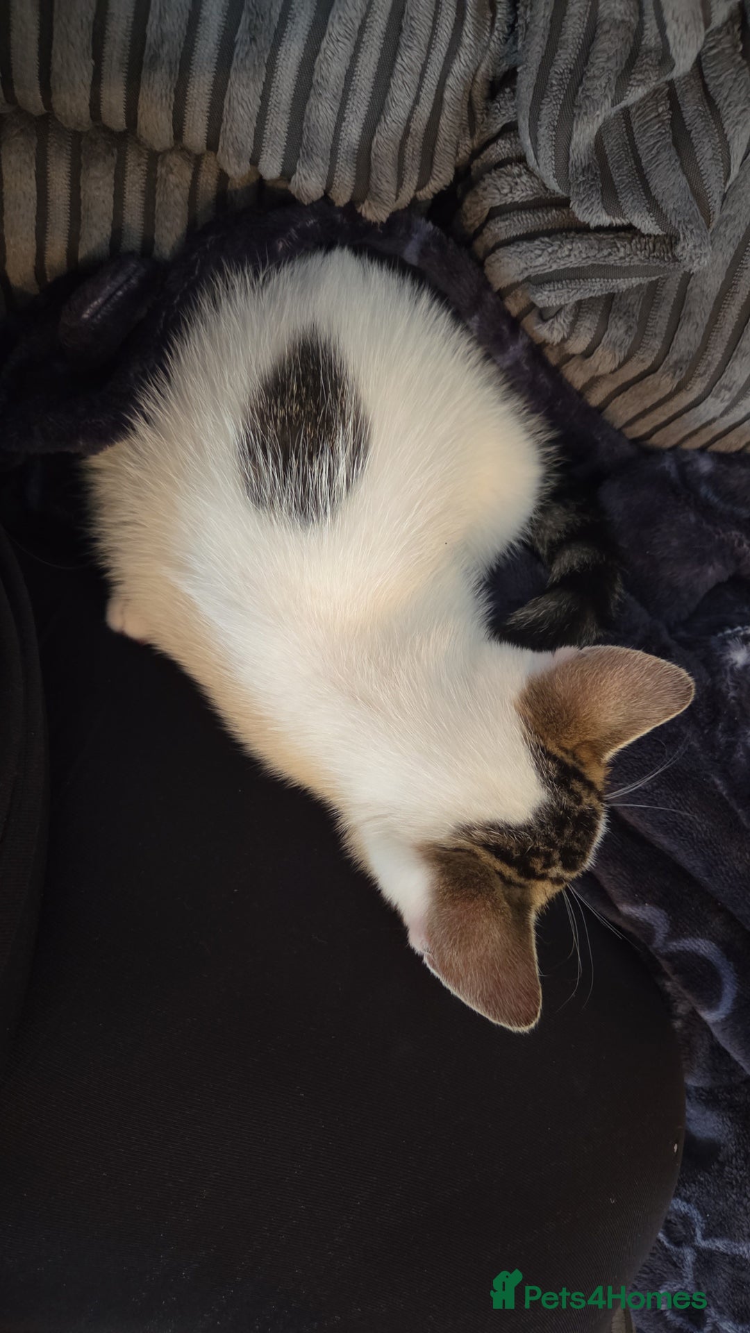 Mixed Breed cats for sale: Kitten for sale  - Image 3