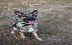 German Shepherd dogs for sale: Rescued  female Working Line German Shephard  - Image 5
