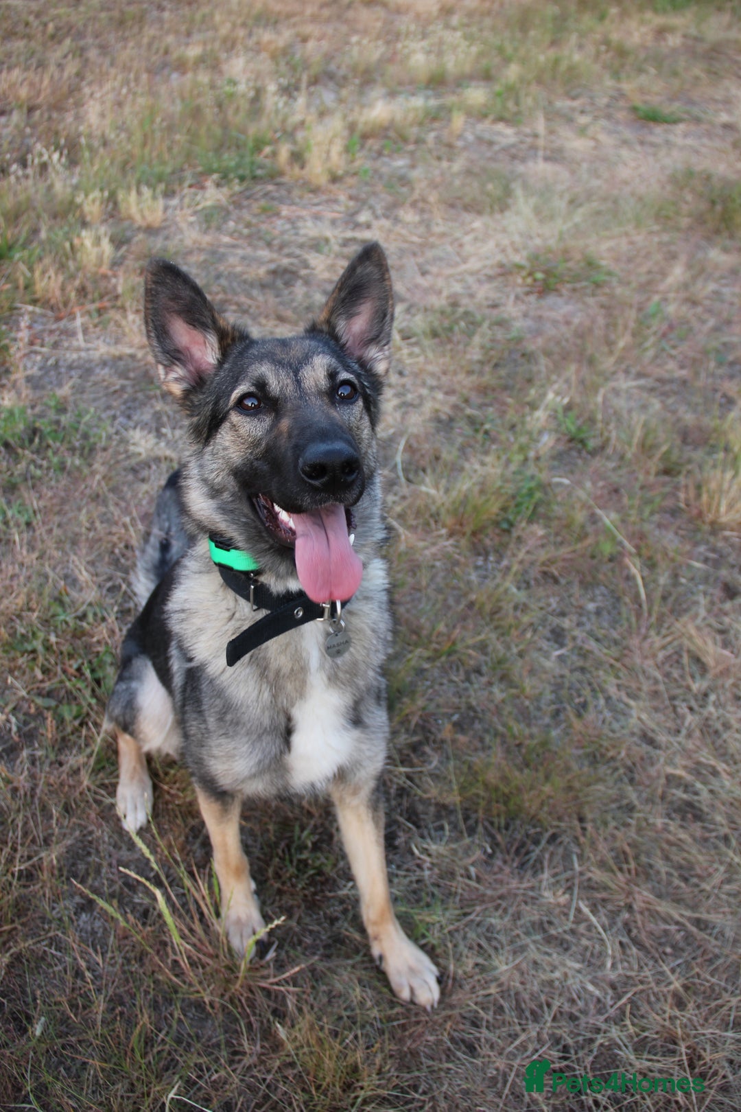German Shepherd dogs for sale: Rescued  female Working Line German Shephard  - Image 5