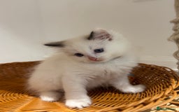 Ragdoll cats for sale: Fluffy pure Ragdoll boys looking for 5 star home  - Image 21