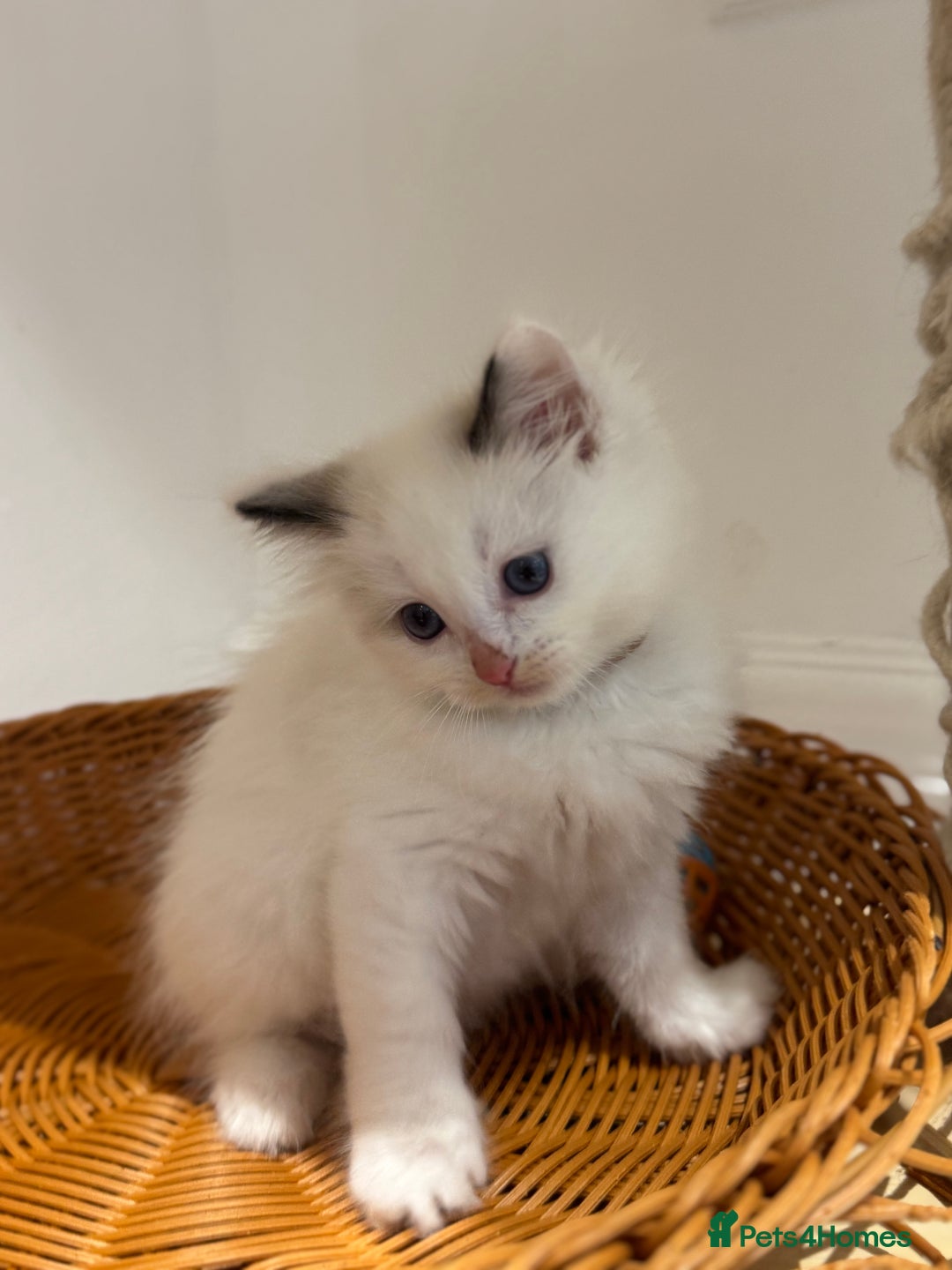Ragdoll cats for sale: Fluffy pure Ragdoll boys looking for 5 star home  - Image 21