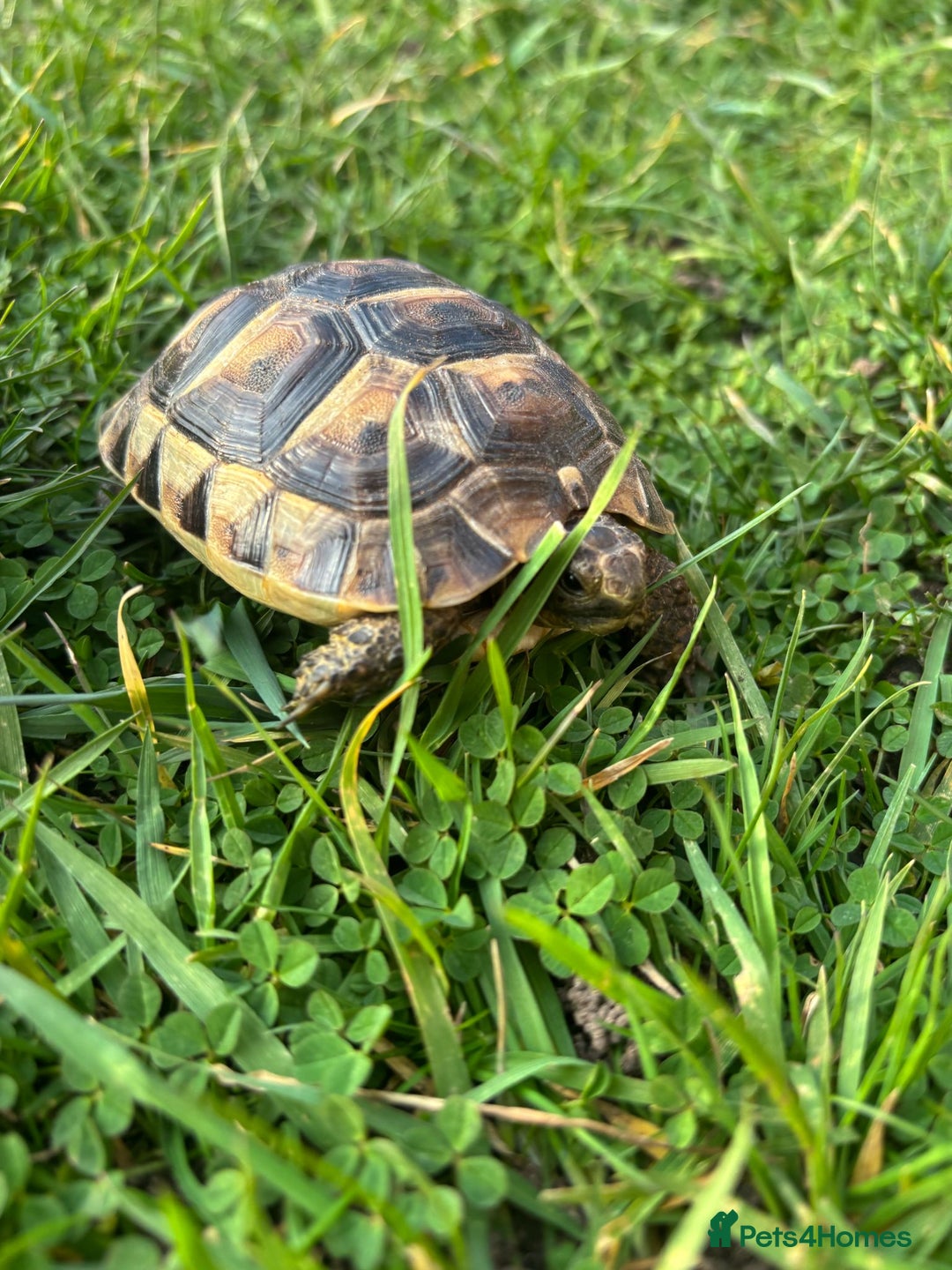 Tortoise reptiles for sale: Spur thighed tortoise  - Advert 6