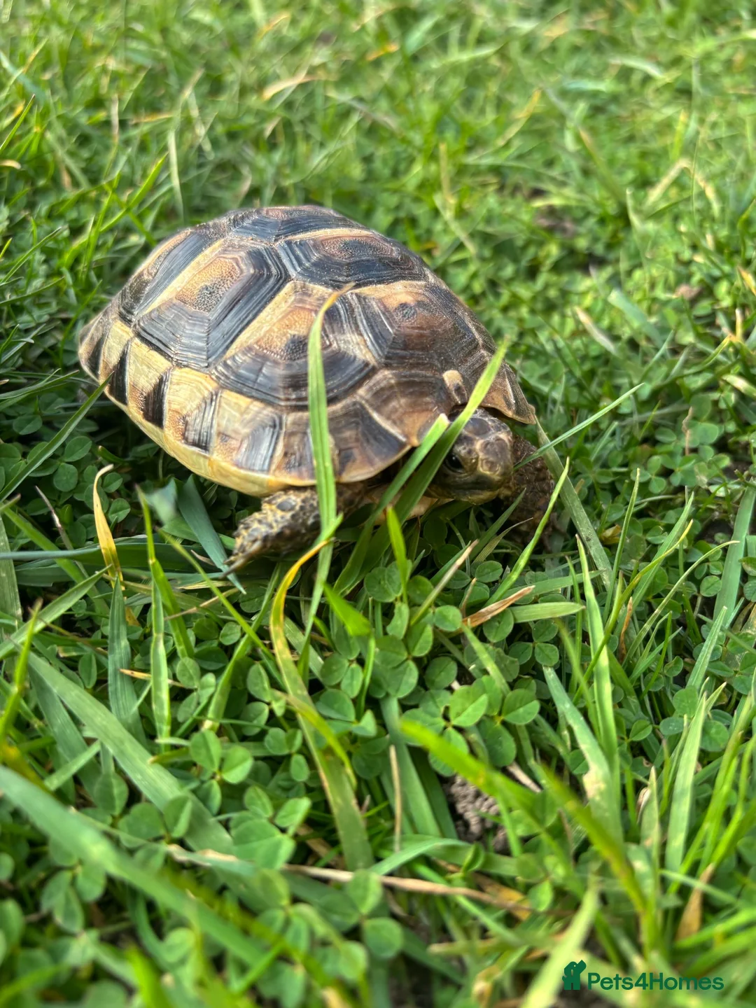 Tortoise reptiles for sale: Spur thighed tortoise  - Advert 6