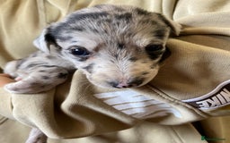 Mixed Breed dogs for sale: Deerhound greyhound collie puppies  - Image 20