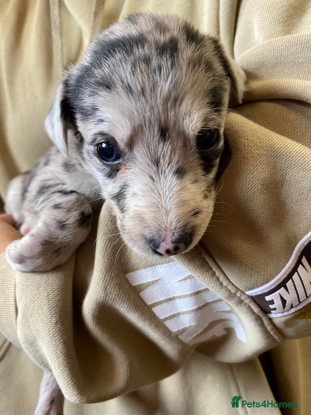 Mixed Breed dogs for sale: Deerhound greyhound collie puppies  - Image 20