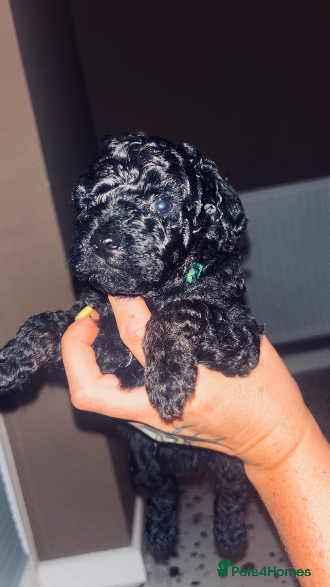 Cavapoo dogs **Last Two** Available F1b Toy Cavapoo pups - Advert 17