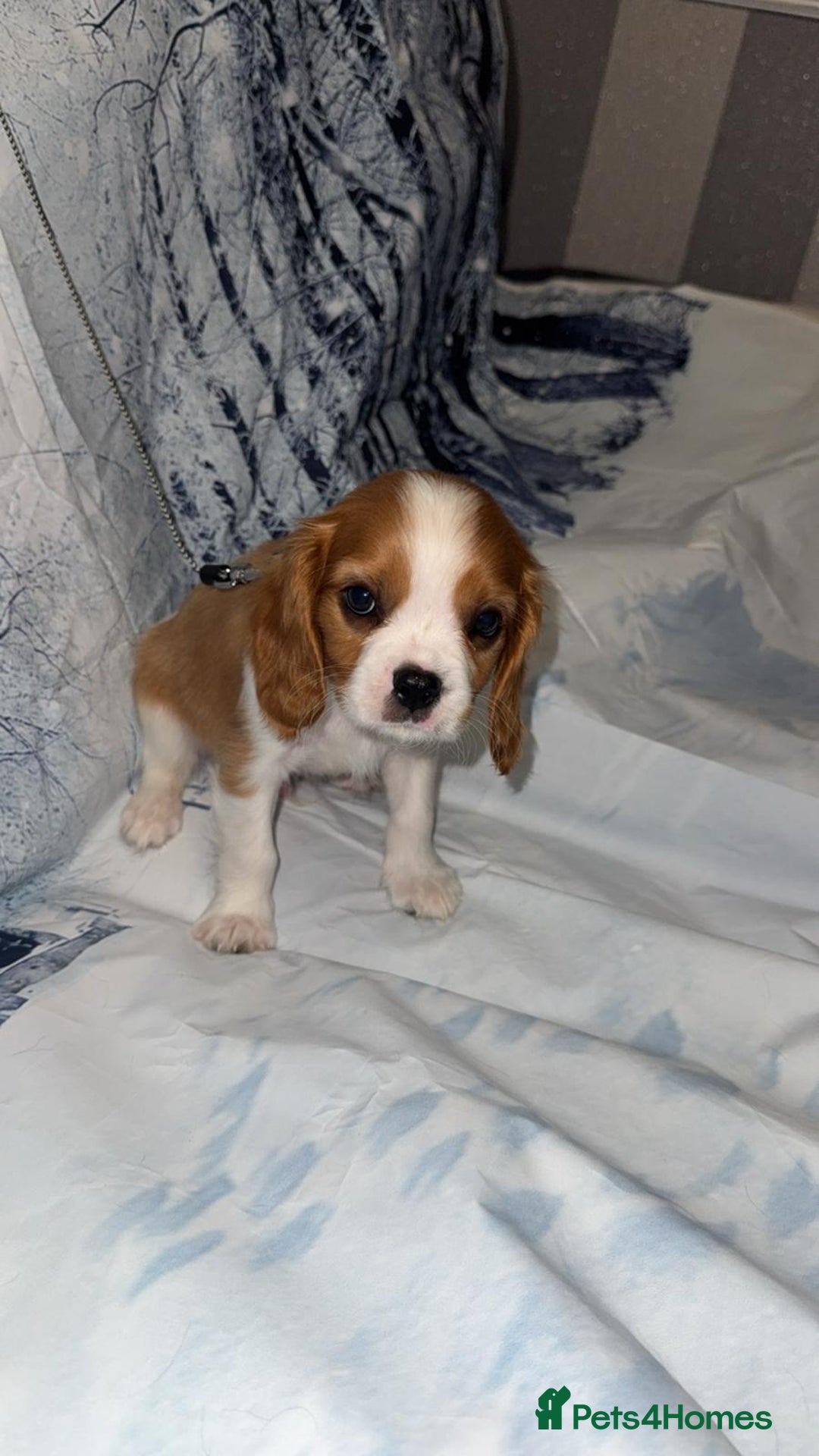 Cavalier King Charles Spaniel dogs for sale: Cavalier king charles puppies  - Advert 1
