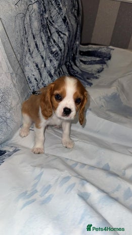 Cavalier King Charles Spaniel dogs Cavalier king charles puppies - Advert 2
