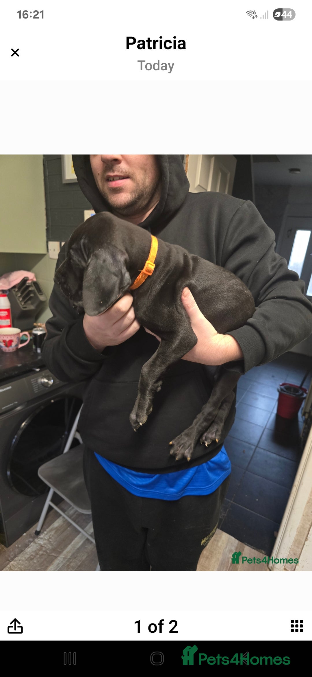 Great Dane dogs Beautiful great danes - Advert 1