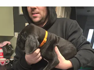 Great Dane dogs Beautiful great danes - Advert 1