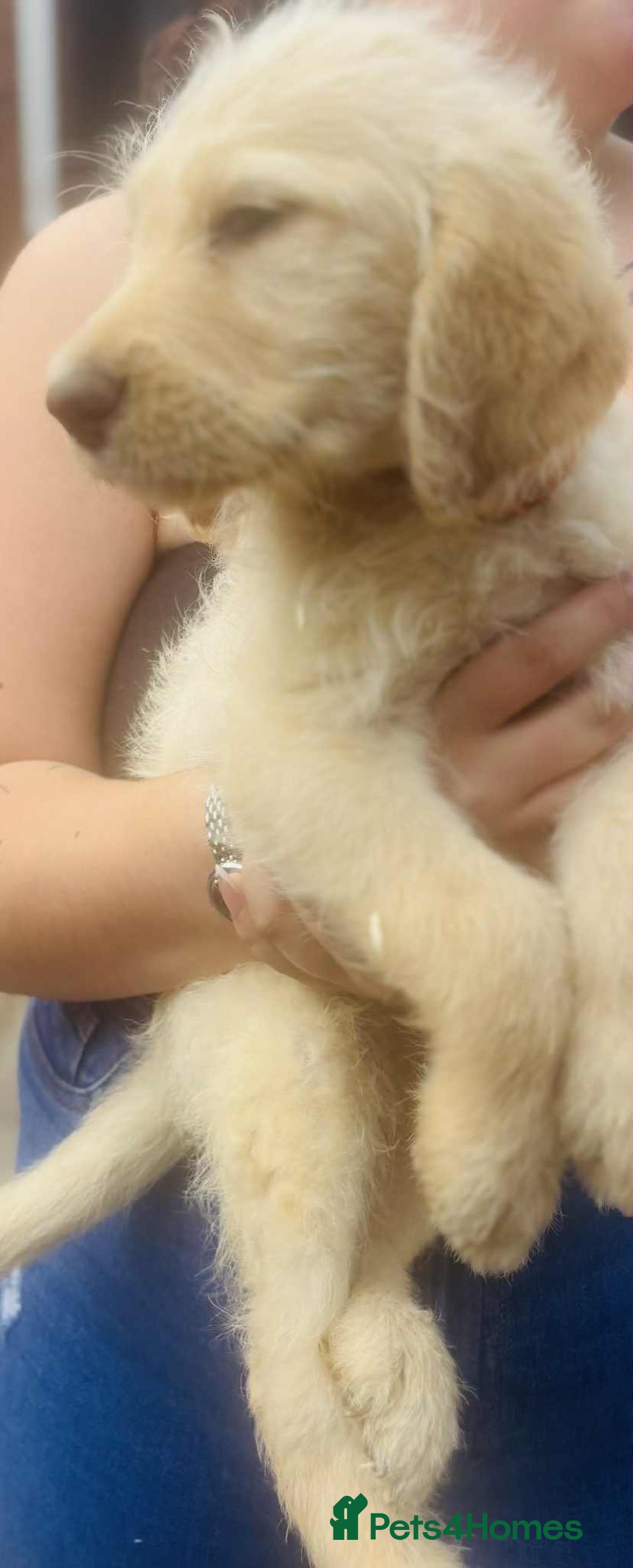 Labradoodle dogs for sale: F1 labradoodle puppies  - Image 3