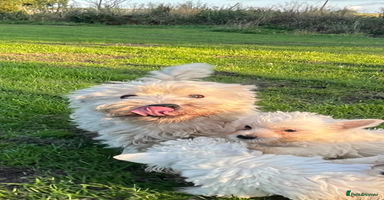 West Highland Terrier dogs - Advert 3