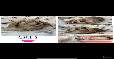 Mini Lop rabbits - Advert 16