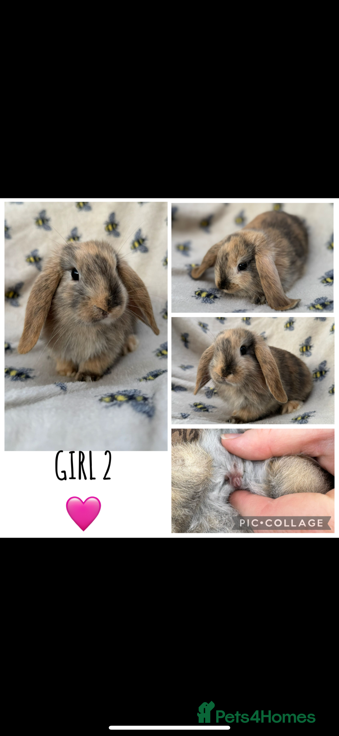 Mini Lop rabbits for sale: 6 MIXED SEX HOLLAND LOPS  - Image 2