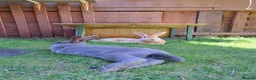 Rex rabbits for sale: Bonded rex rabbit pair in Bristol - Advert 3