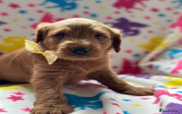 Labradoodle dogs for sale: Miniature Labradoodles  - Image 12