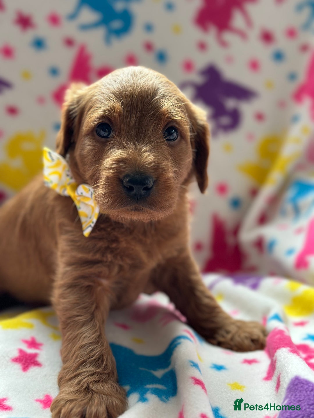 Labradoodle dogs for sale: Miniature Labradoodles  - Image 12