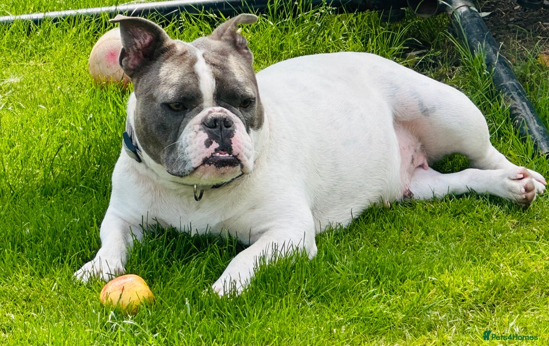 Mixed Breed dogs for sale: 2 year old female bulldog - Image 1