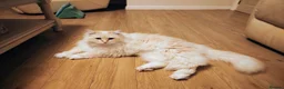 Siberian cats for sale: Stunning older Siberian cats for sale - Advert 17