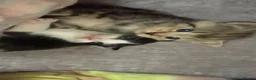 Domestic Shorthair cats for sale: Beautiful kittens  - Advert 10