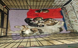 Cocker Spaniel dogs for sale: KC show cocker spaniel puppies - Image 9