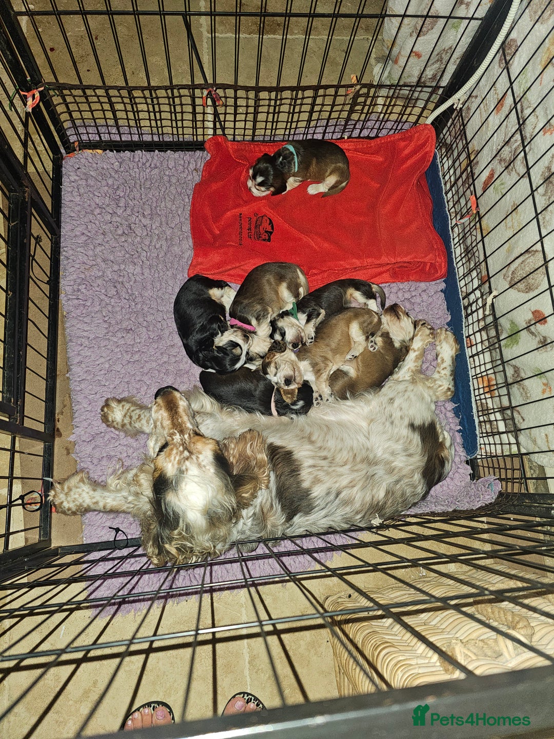Cocker Spaniel dogs for sale: KC show cocker spaniel puppies - Image 9