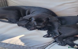 Labrador Retriever dogs for sale: Calm & gentle black 10wk old boy & girl - working - Image 4