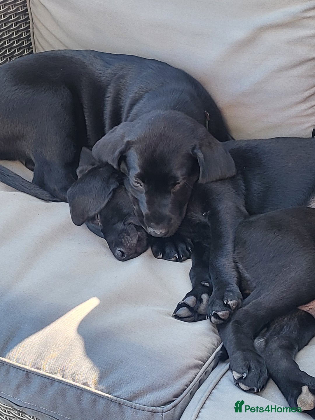 Labrador Retriever dogs for sale: Calm & gentle black 10wk old boy & girl - working - Image 4