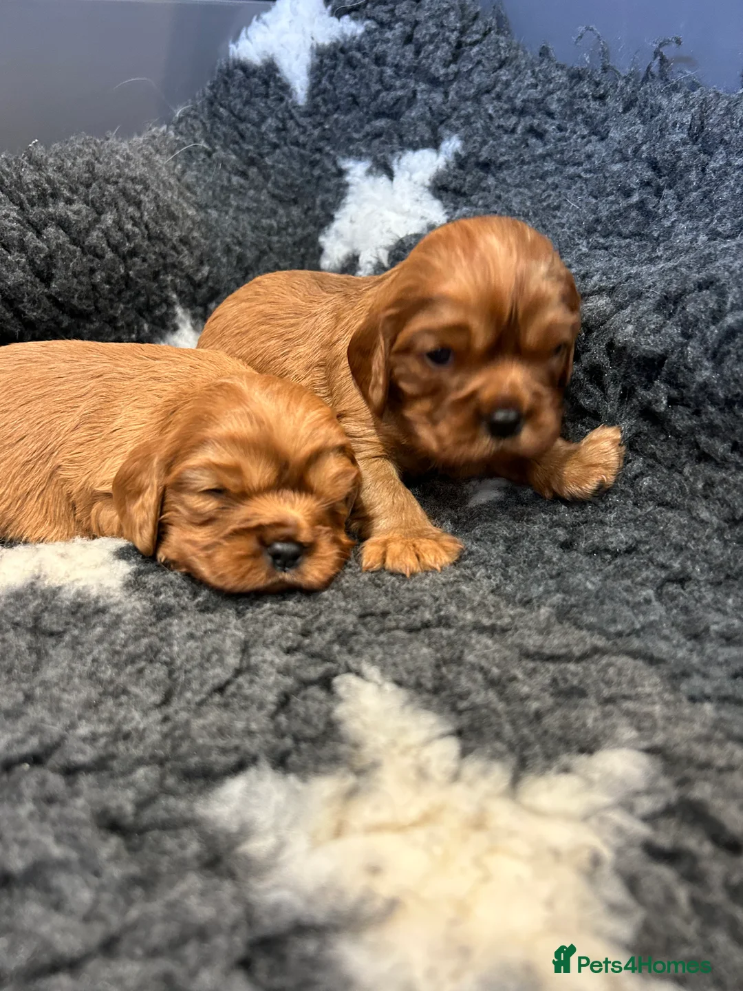 Cavalier King Charles Spaniel dogs for stud: 🌹KC REGISTERED HEALTH TESTED RUBY CKC FOR STUD in Sheerness - Advert 13