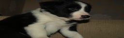 Border Collie dogs for sale: Border Collie puppies  - Advert 20