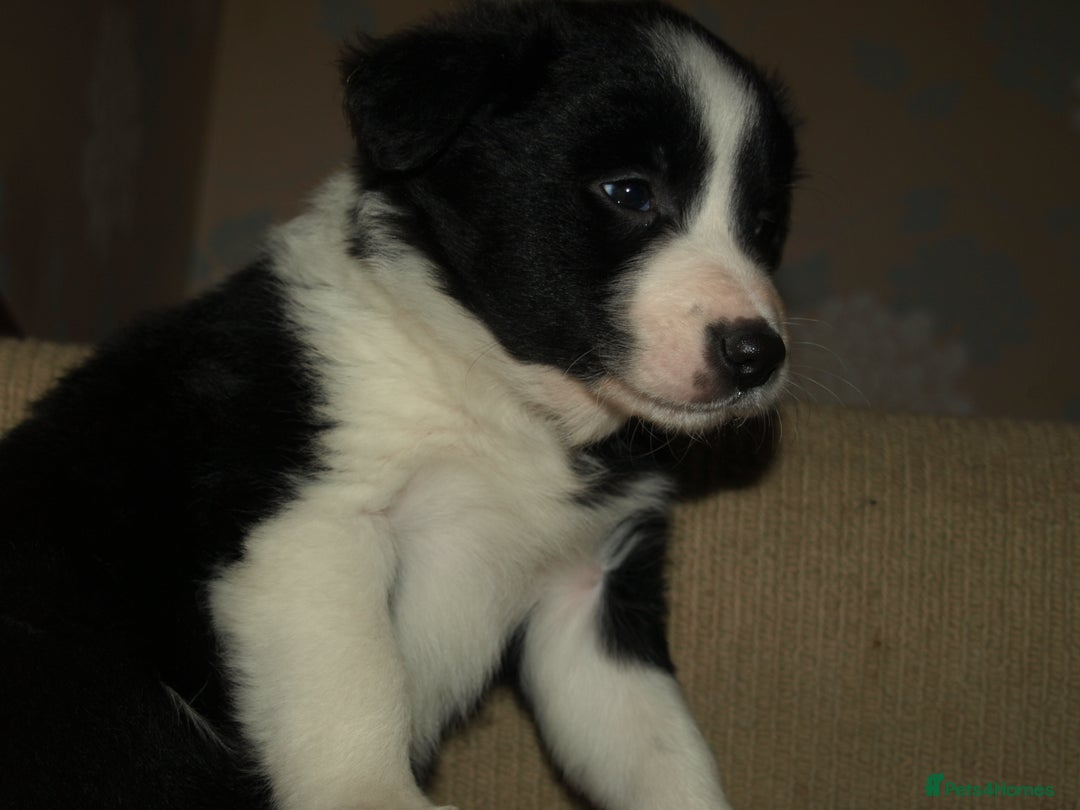 Border Collie dogs for sale: Border Collie puppies  - Advert 20