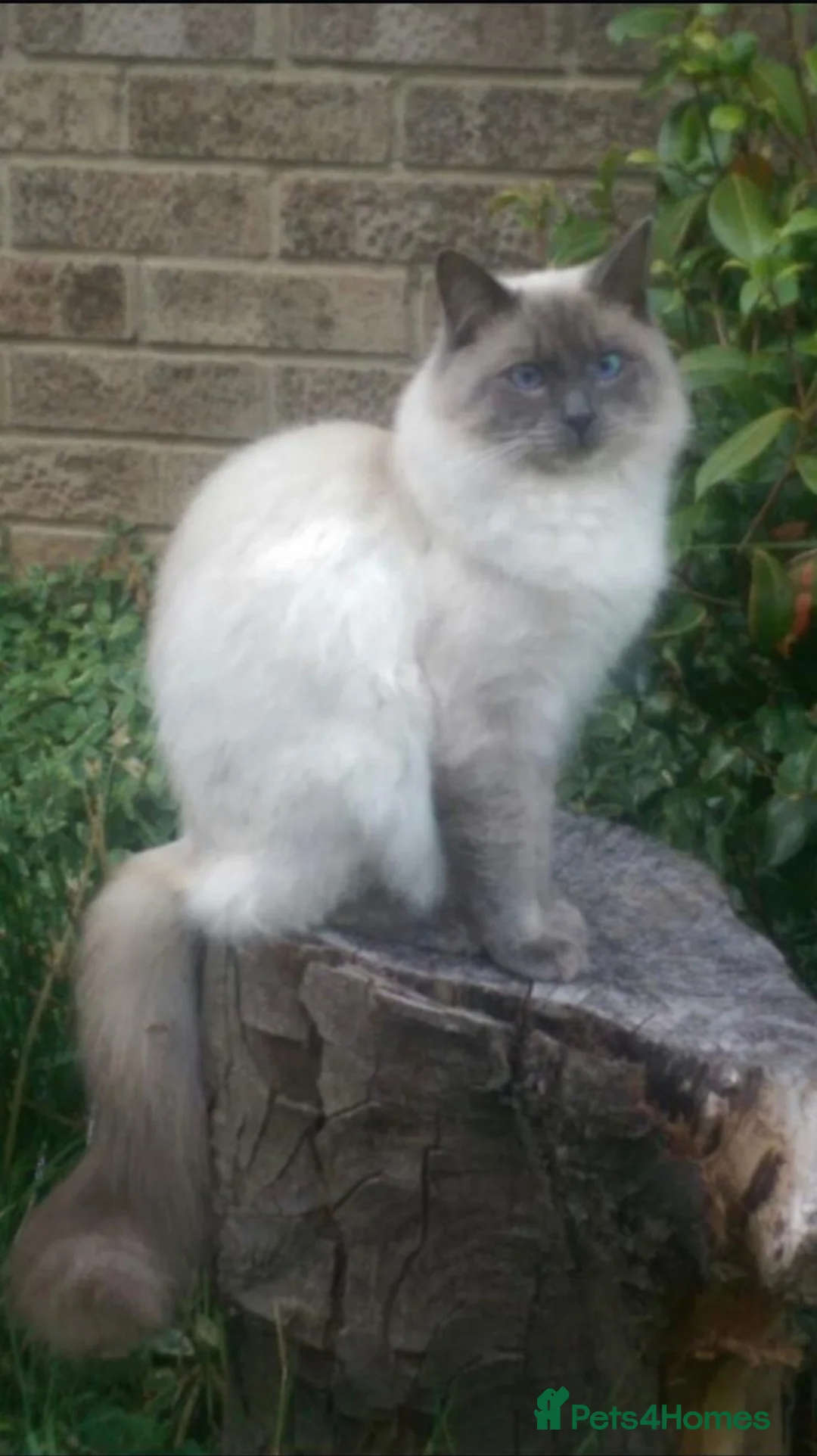 Ragdoll cats for stud: LARGE PROVEN STUD (bluepoint) RAGDOLL in Brighouse - Advert 2