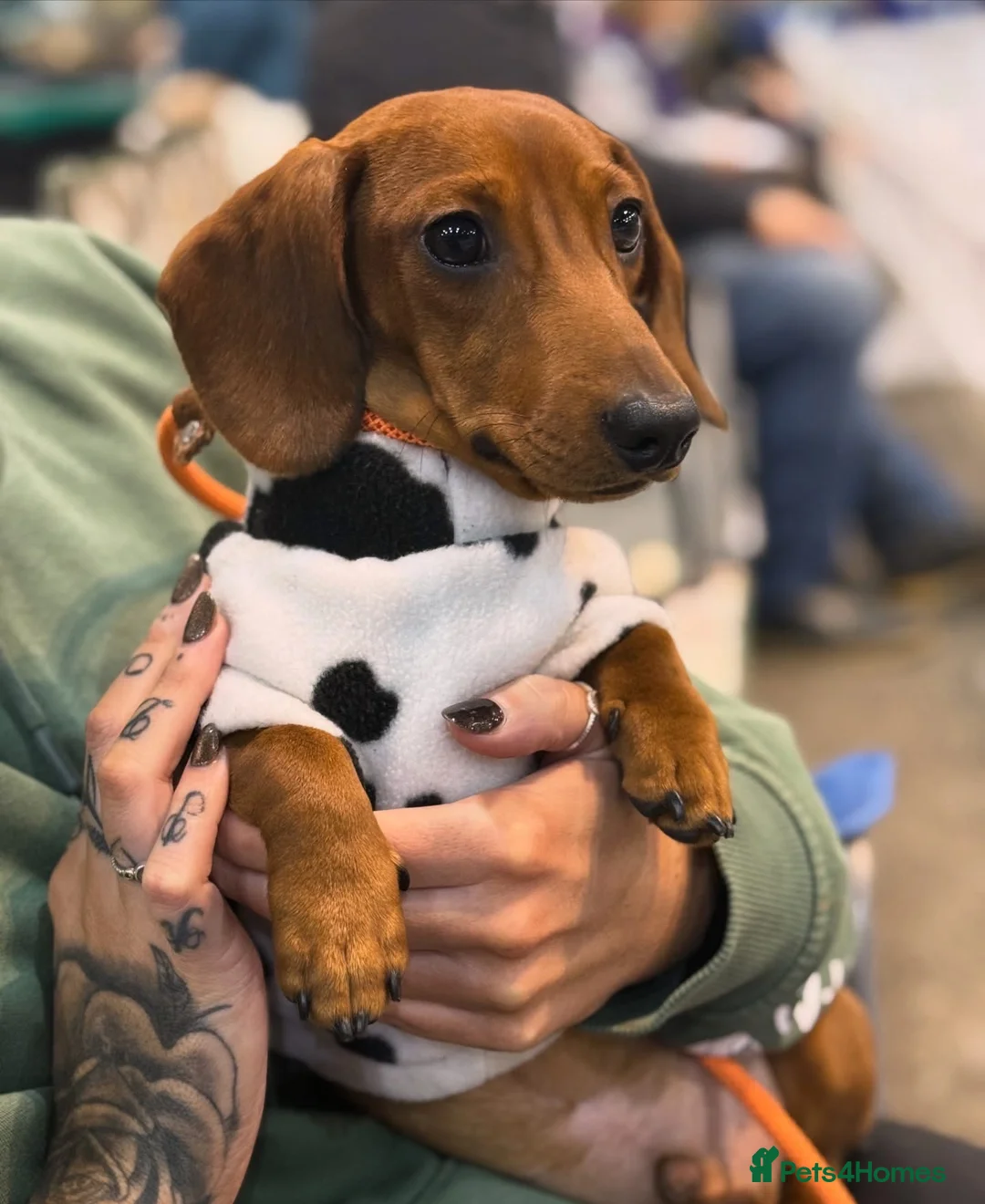 Miniature Dachshund dogs for stud: CH Sired, Crufts Winning Red Mini Smooth Stud - Advert 6