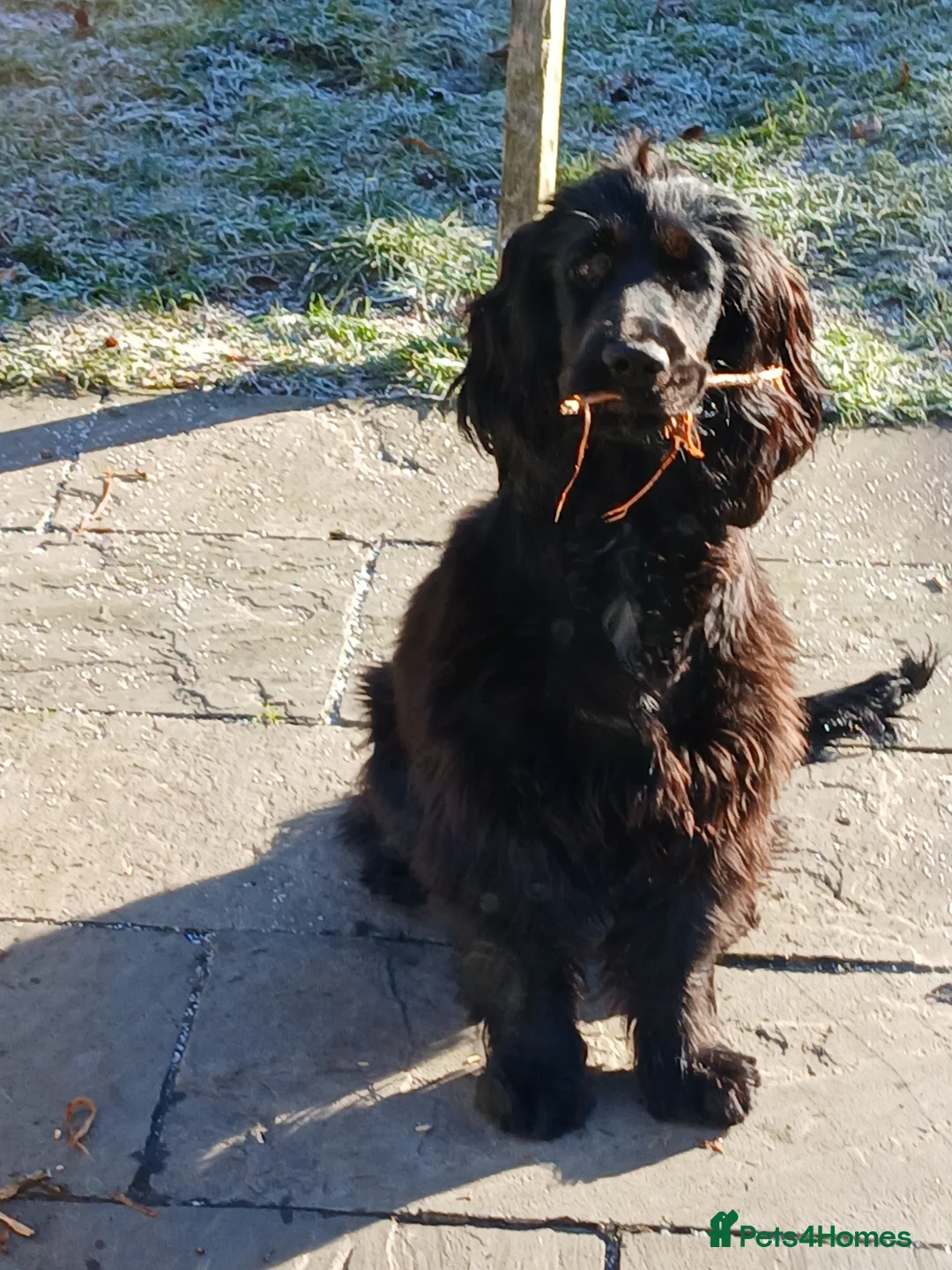 Cocker Spaniel dogs for sale: Cocker spaniel 8 month old GIRL Puppy for sale - Advert 3