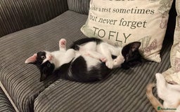 British Shorthair cats for sale: Kittens  - Image 6