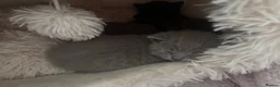 British Shorthair cats for sale: 🏆 British Shorthair Kittens🏆 - Advert 11