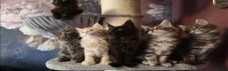 Maine Coon cats for sale: TICA reg HEALTH CHECKED Maine Coons - Advert 3