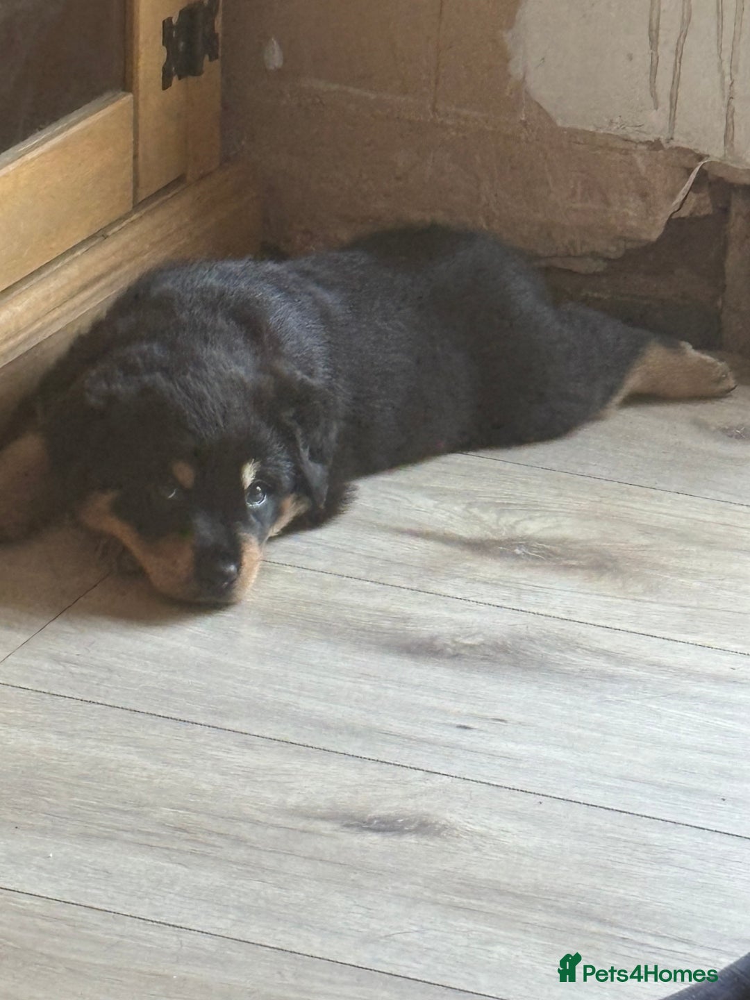 Mixed Breed dogs for sale: Rottweiler x puppys - Image 2
