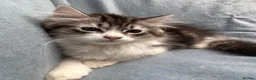 Siberian cats for sale: Beautiful Pedigree Kittens Seeking Loving Homes - Advert 6