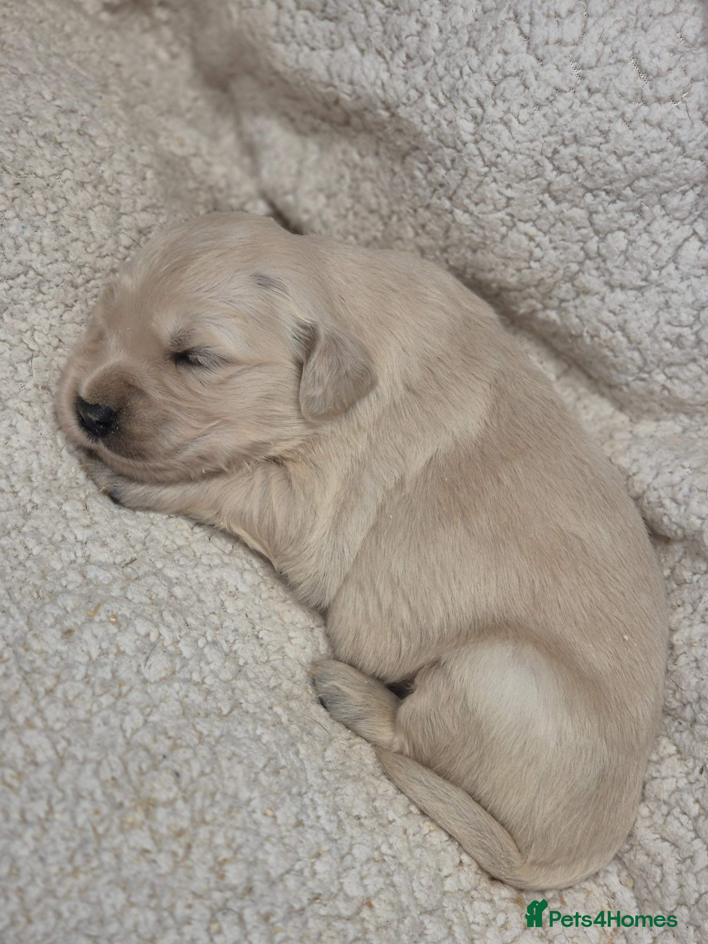 Golden Retriever dogs KC Registered Golden Retrievers - Advert 2