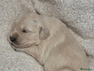 Golden Retriever dogs KC Registered Golden Retrievers - Advert 5