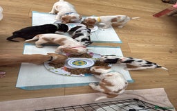 Cocker Spaniel dogs for stud: Orange and White Cocker Spaniel Stud - Proven - Image 5