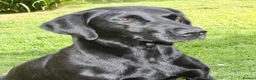 Labrador Retriever dogs for sale: FTCH FENDAWOOD & DARKESHEAD PUPS FOR SALE in South Molton - Advert 6